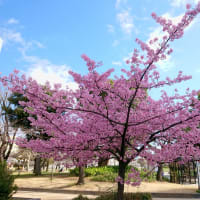 錦糸公園☆河津桜2020
