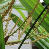 観音竹の花が咲く