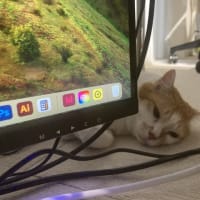 本日の猫たち#234