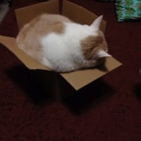 きみは…