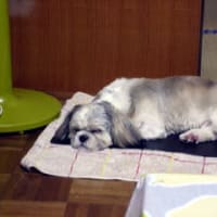 わんこ