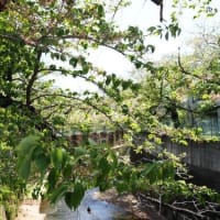 2024石神井川の桜11