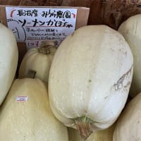 【謎のオモシロ野菜〜ソーメンカボチャ】