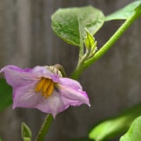 茄子のよゐ子　植え付け🍆