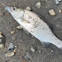 5月の釣りまとめ