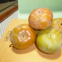 今年は柿が豊作