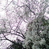 桜満開うさんぽ♪