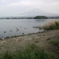 河口湖、富士山、カモ？