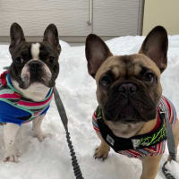 久々の大雪で
