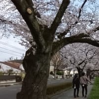桜満開を迎える