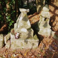 高知県須崎市、多ノ郷甲「山ノ神の大杉」（市指定）です！！