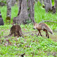 キタキツネのお散歩