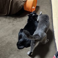 なかよしｗ