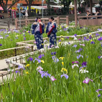 潮来あやめ園　ふたたび