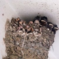 05/15　ツバメの雛、サンコウチョウ