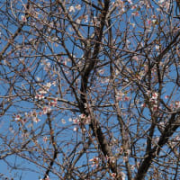 ヒマラヤ桜を見行って来ました、が、