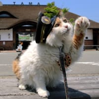 私の愛した京王線・猫電車