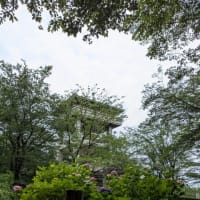 梅雨の合間を縫って加治丘陵へ。