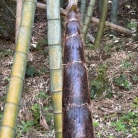 花の季節は短くて