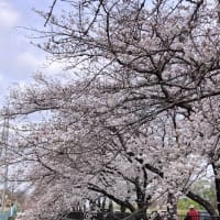 花見🌸
