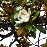 泰山朴の白い大きな花を