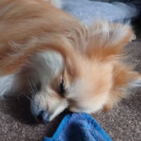 散歩ムリ！！！