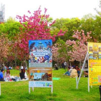 春の大阪城散歩　夕暮れの桜並木道