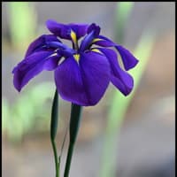 「赤堀花しょうぶ園」