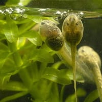 おたまじゃくし【蝌蚪】古「かへるご」
