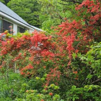 2025/05/18（日）：花と新緑に包まれてます。