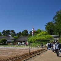 ２０２４　季節の彩り（５）昭和記念公園のネモフィラ