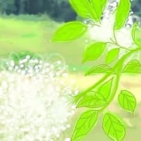 🌼 ホルンダーブリューテン 🌼