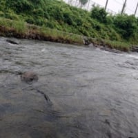 地元河川。雨で、短時間！撤収