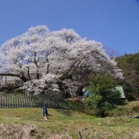 三隅大平桜　やっと会えました