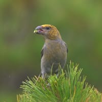 北海道で出会った鳥たち❻‼️    2025.6.14    撮影