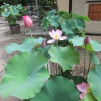第3回目　大和１３佛霊場　午後のお参り　第２番・西大寺へ