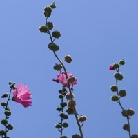 タチアオイの花