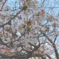 反町公園の桜