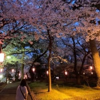 ４月７日　桜を観て来た。