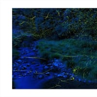 ゲンジホタル　乱舞の刻、草のささやき