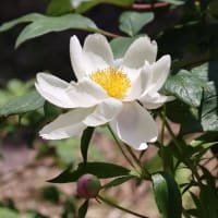 ミニ公園の花～(^^♪