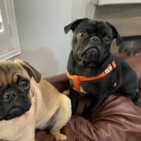 Pugを2匹、買うこといなりました