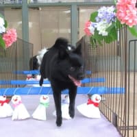 2025年7月の【パピーパーティー】のご案内(^^)/　　犬のしつけ教室＠アロハドギー