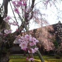 内山邸の桜