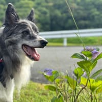 ブログのお引越し