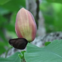 今シーズン最後の山菜取り