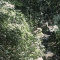 ぶら散歩～等々力渓谷