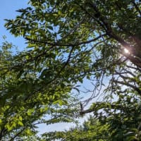 太陽と青空　１２０１６回目のブログ更新