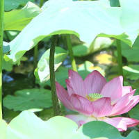 舎人公園、夏の花