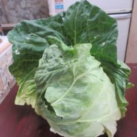 お隣さんからの頂き物